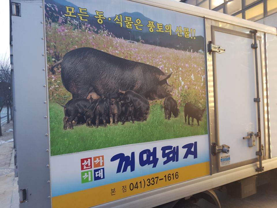 선사시대꺼먹돼지 이미지
