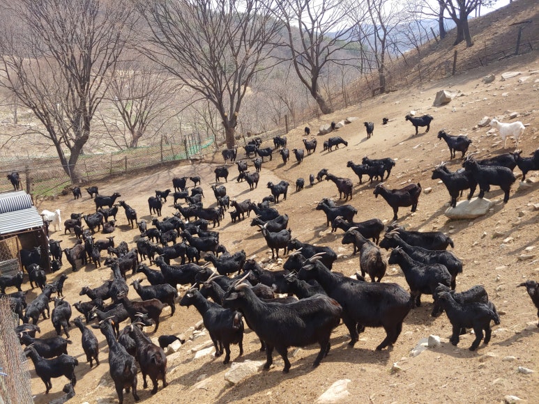 까망염소 이미지