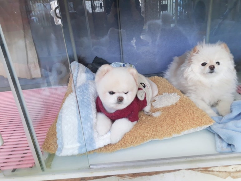 스타와 곰돌이 이미지