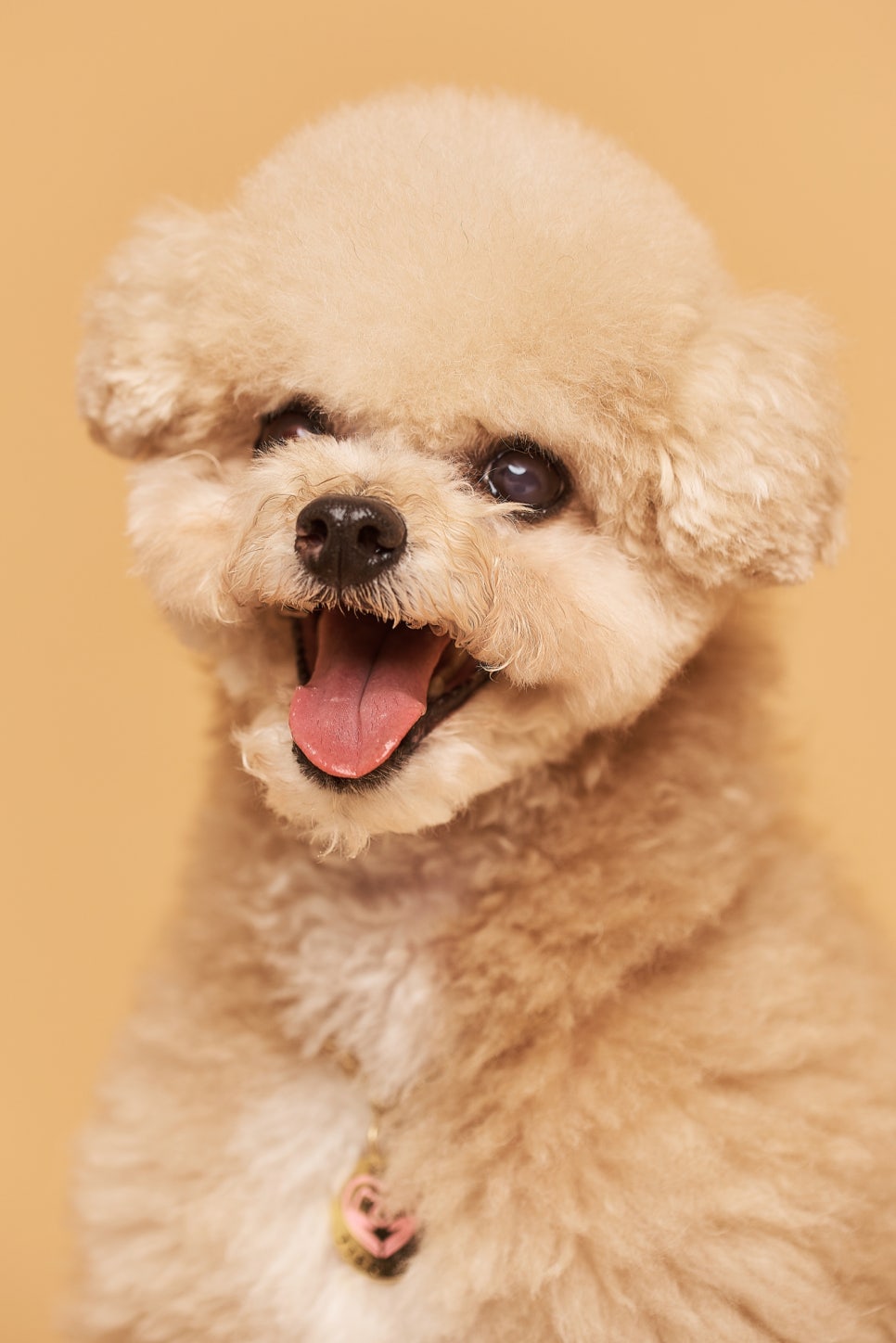 플라밍고스튜디오 이미지