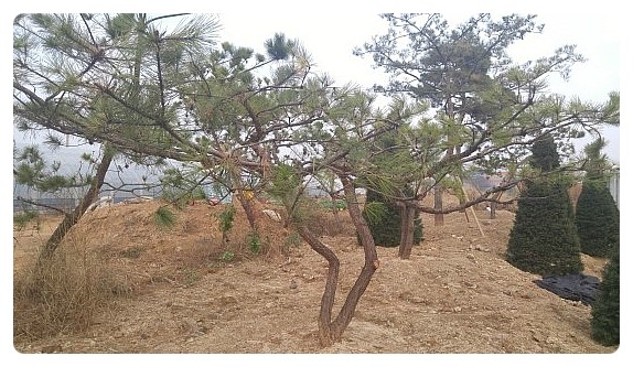 푸른조경 이미지