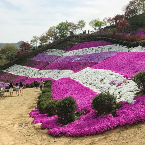 화목조경 이미지