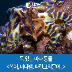 바다복어 이미지