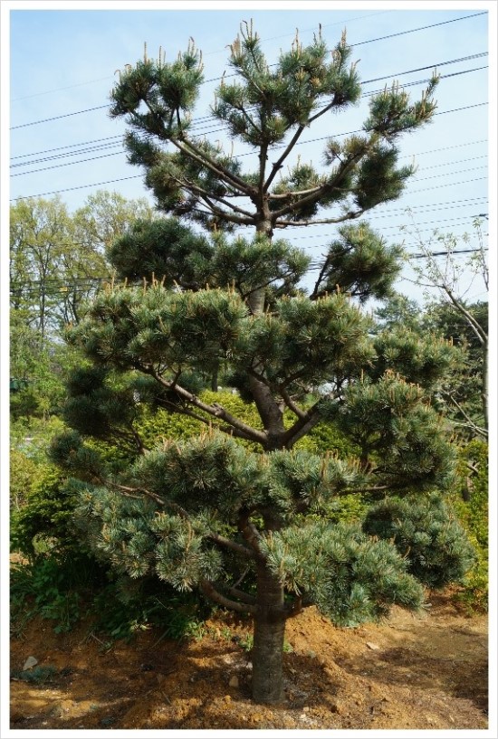 푸른조경 이미지