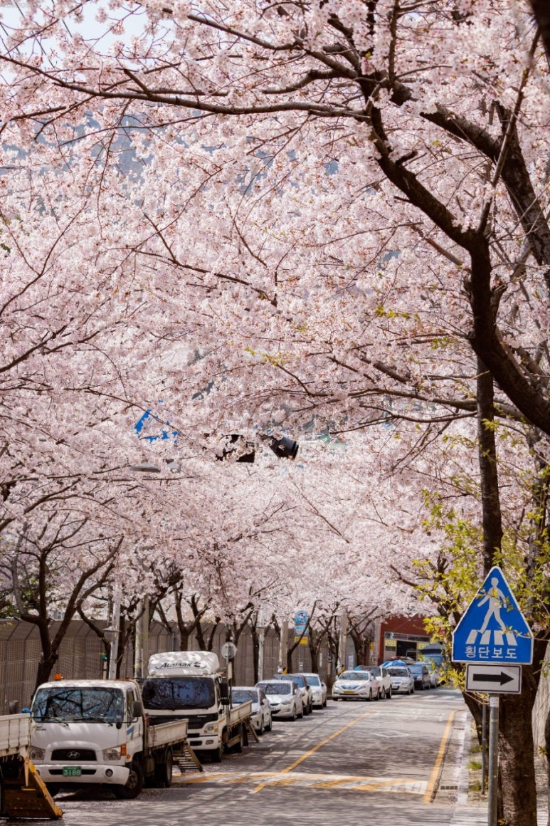 부산서중학교 이미지