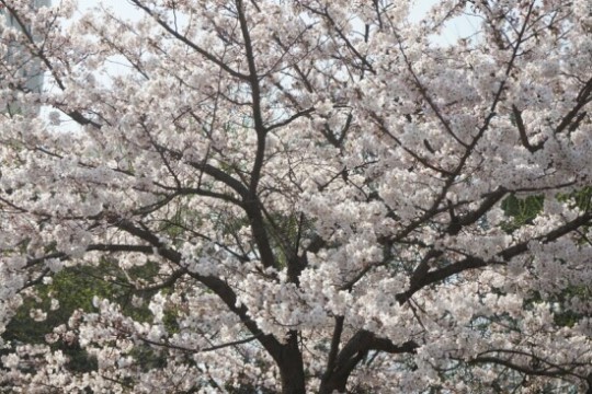 카페디 이미지