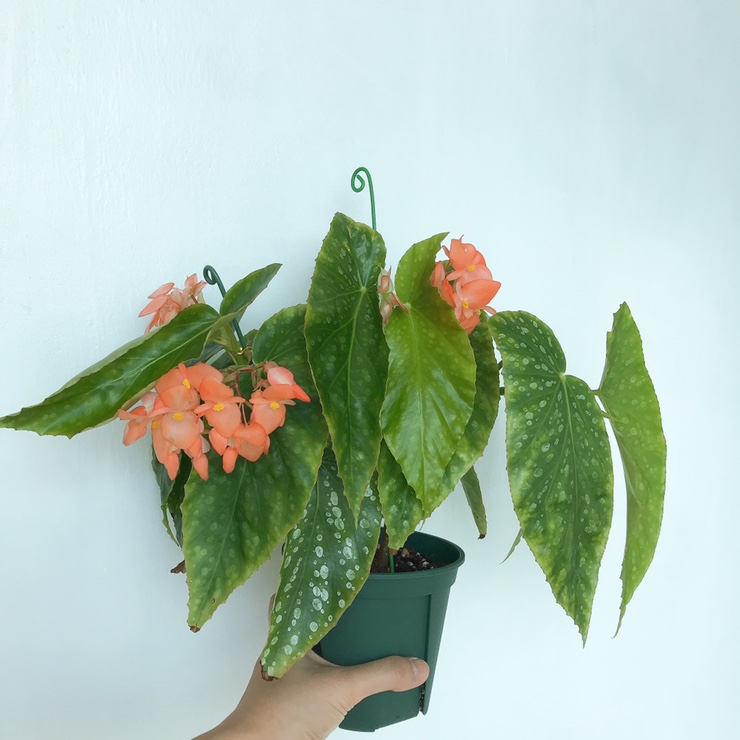 오렌지드롭(Orange Drop) 이미지