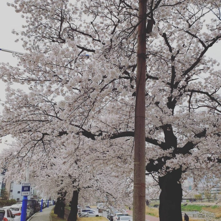 콩과밀 이미지