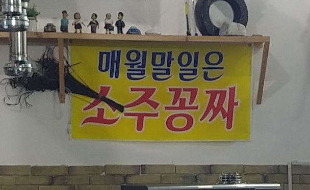 꽃돼지갈매기 이미지