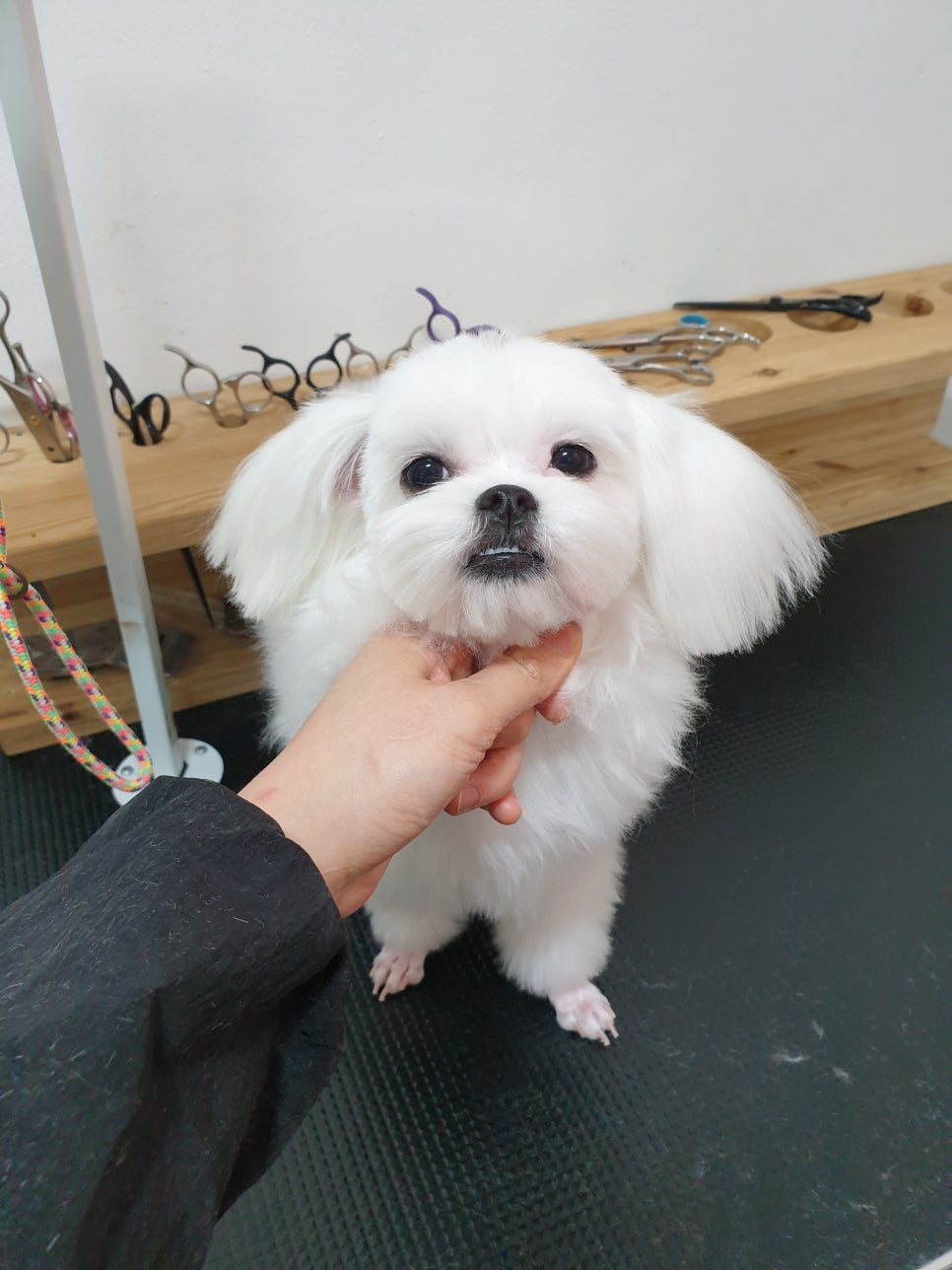 또오개 이미지