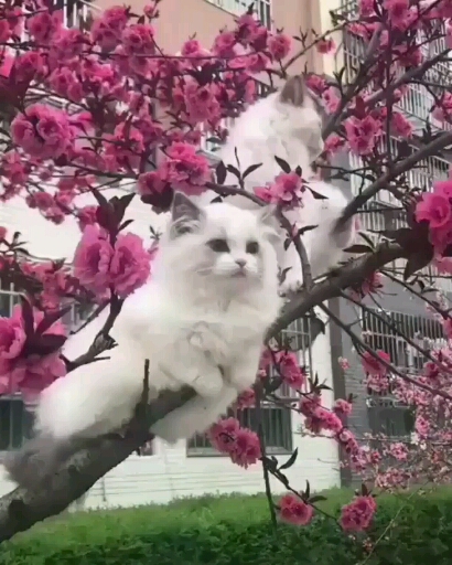 미오플라워 이미지