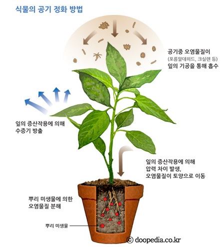미세잎 이미지