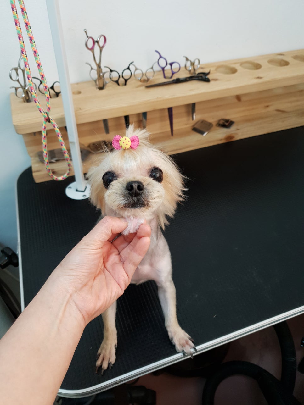 또오개 이미지