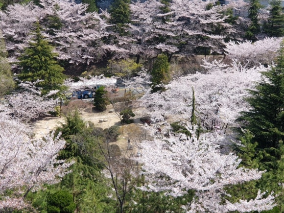 향백 이미지