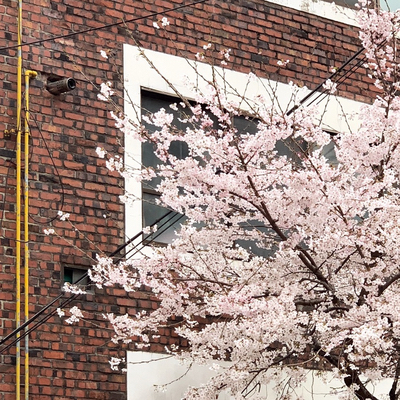 비로소봄 이미지