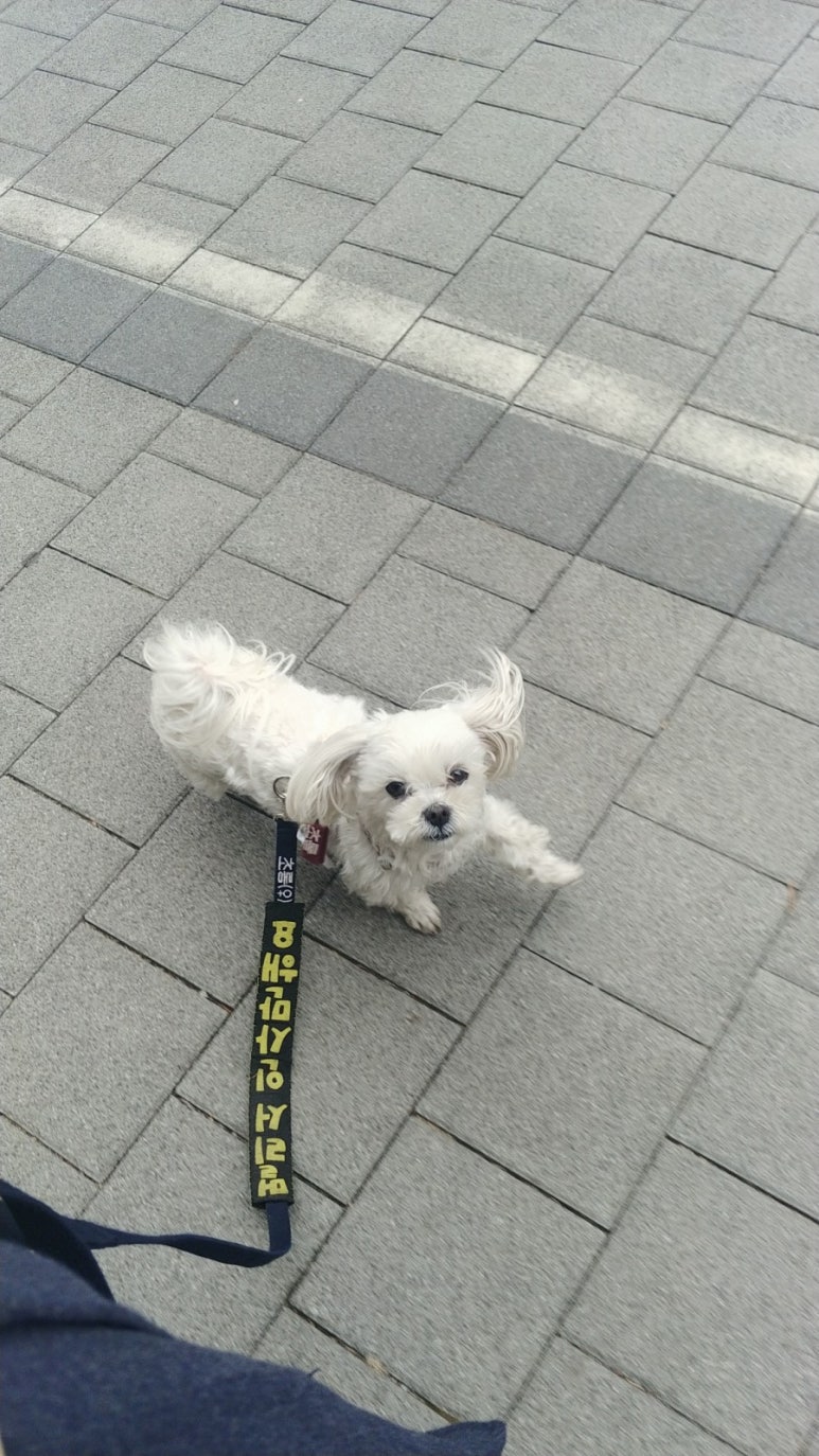 초롱이분식 이미지