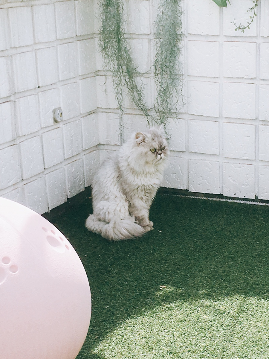 육층피자 이미지