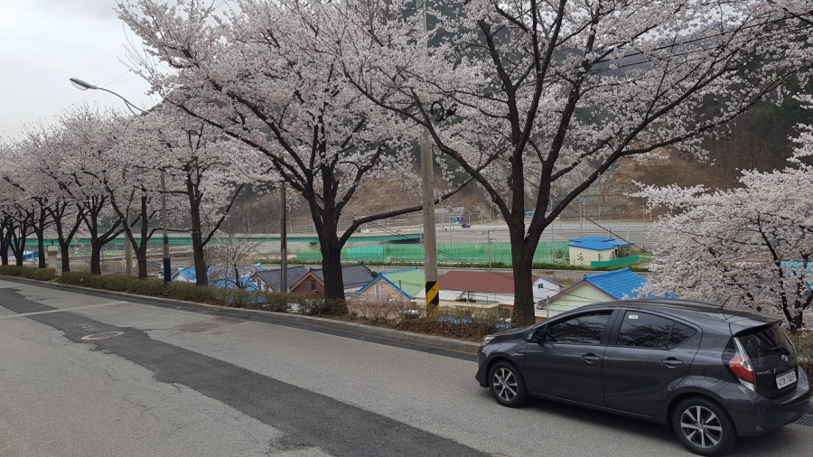 삼척꽈배기 이미지
