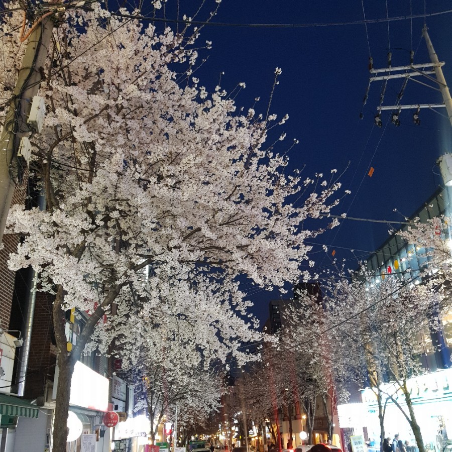 팔로피자 이미지