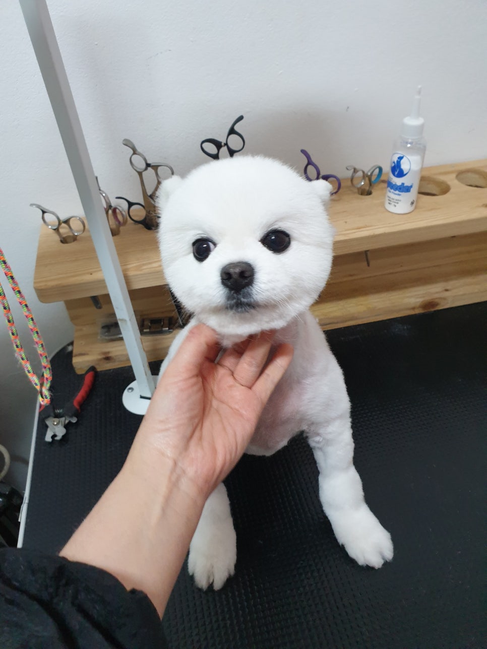 또오개 이미지