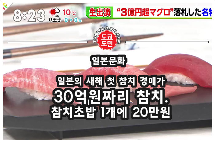 원참치 이미지