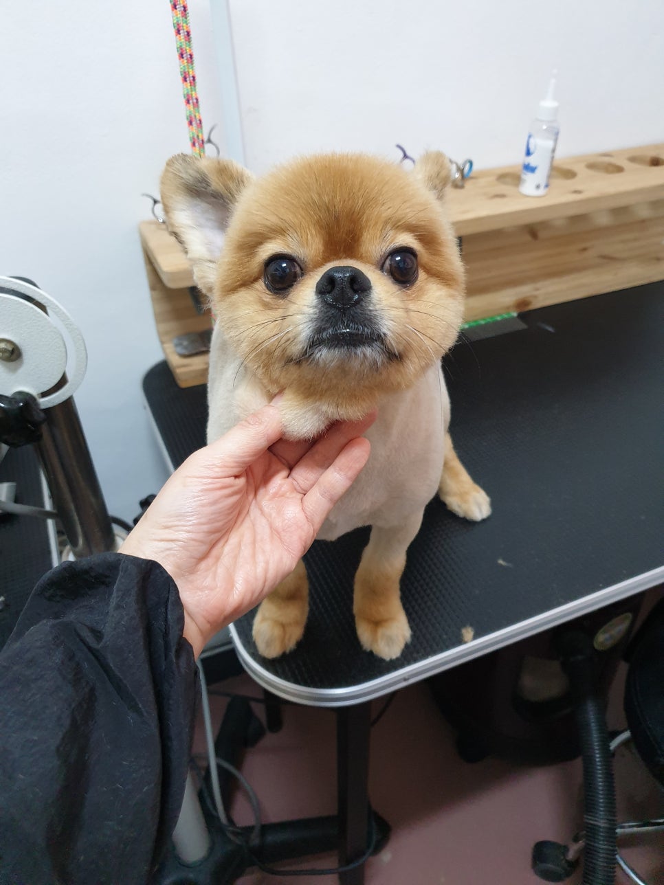 또오개 이미지
