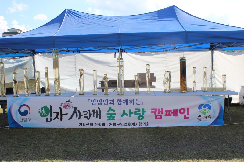 산양산삼 이미지