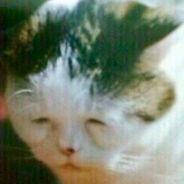 스컬피 이미지