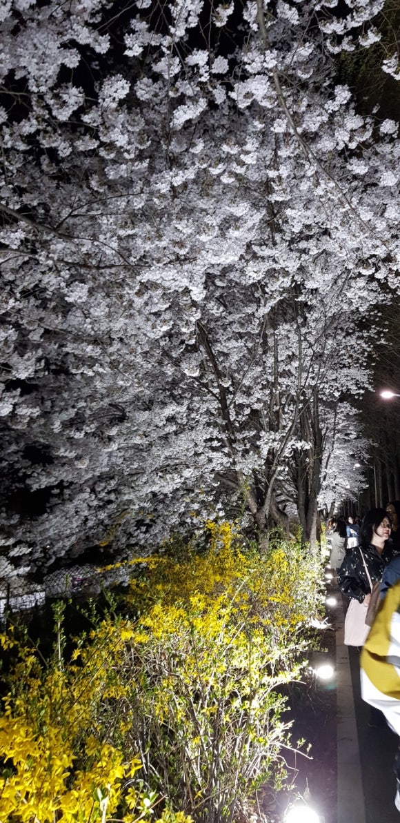 광명대한간호학원 이미지