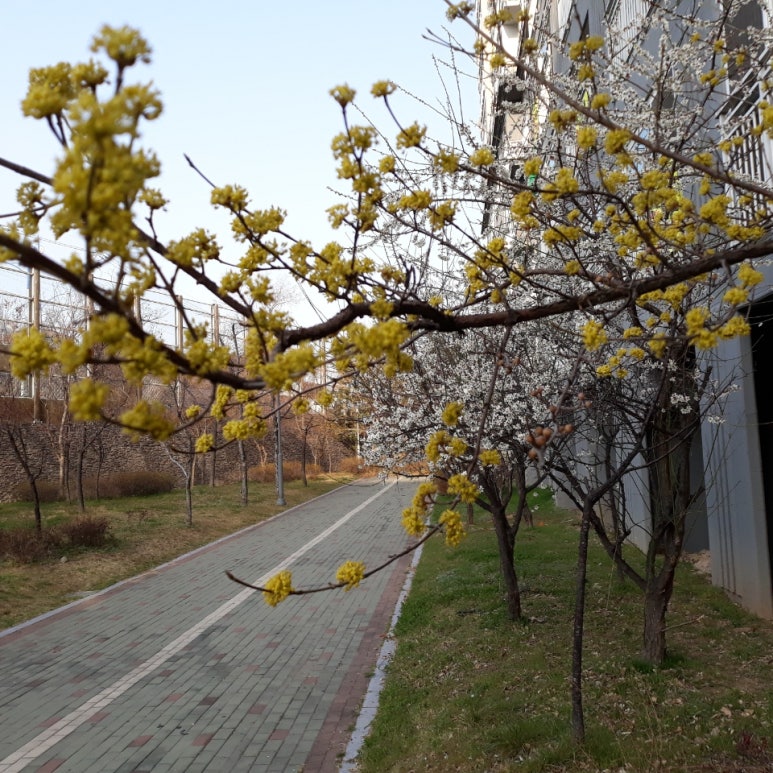 이쁜나무 이미지