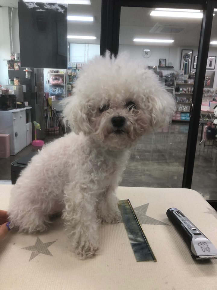 푸푸샵 이미지