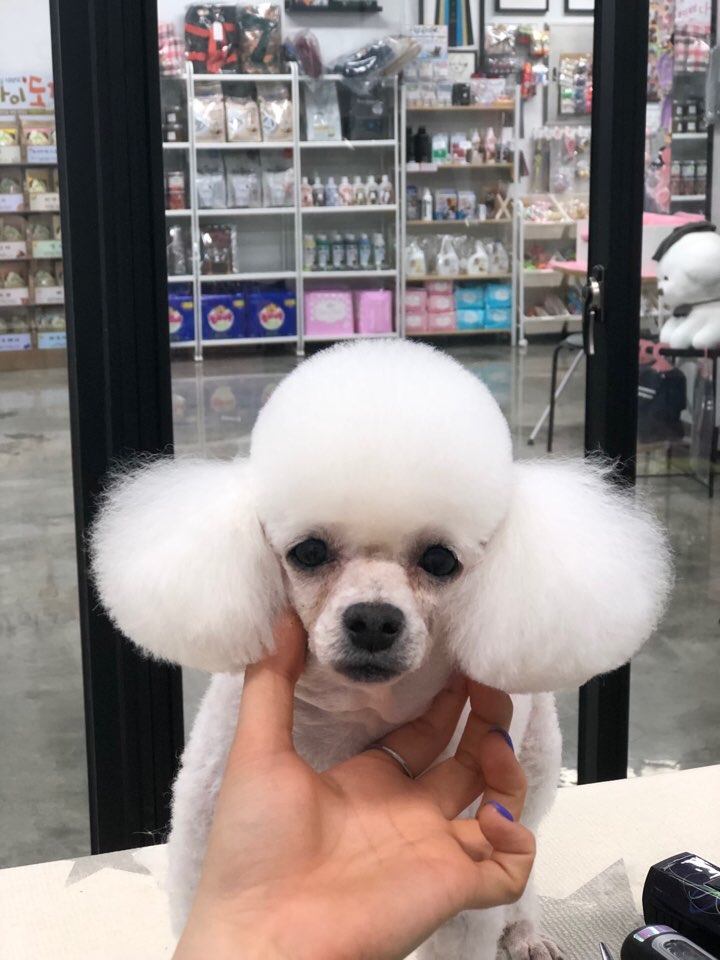 푸푸샵 이미지