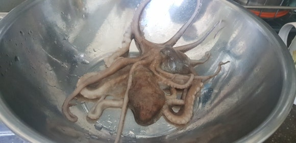 주)손질 이미지