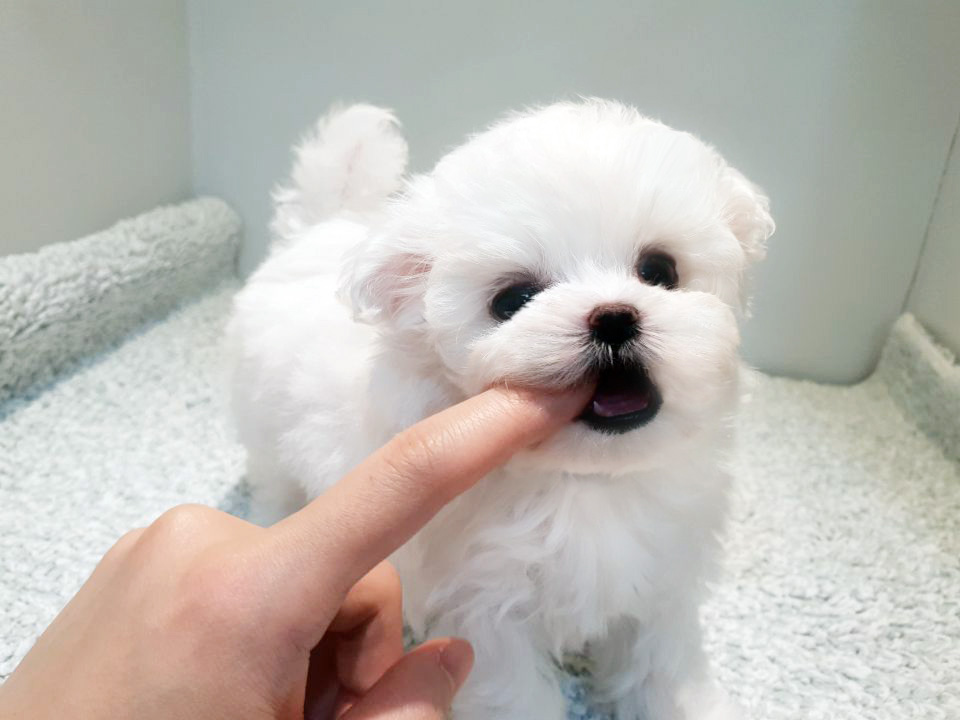 어바웃미니 이미지