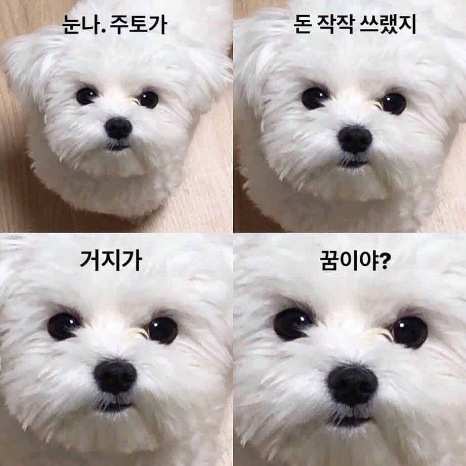 토하주 이미지