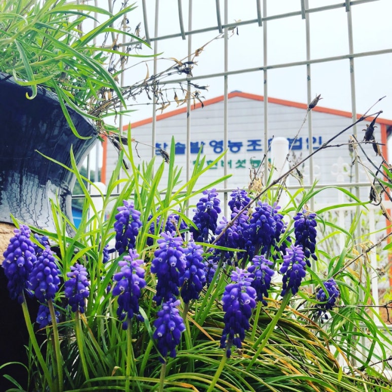 참솔영농조합 이미지