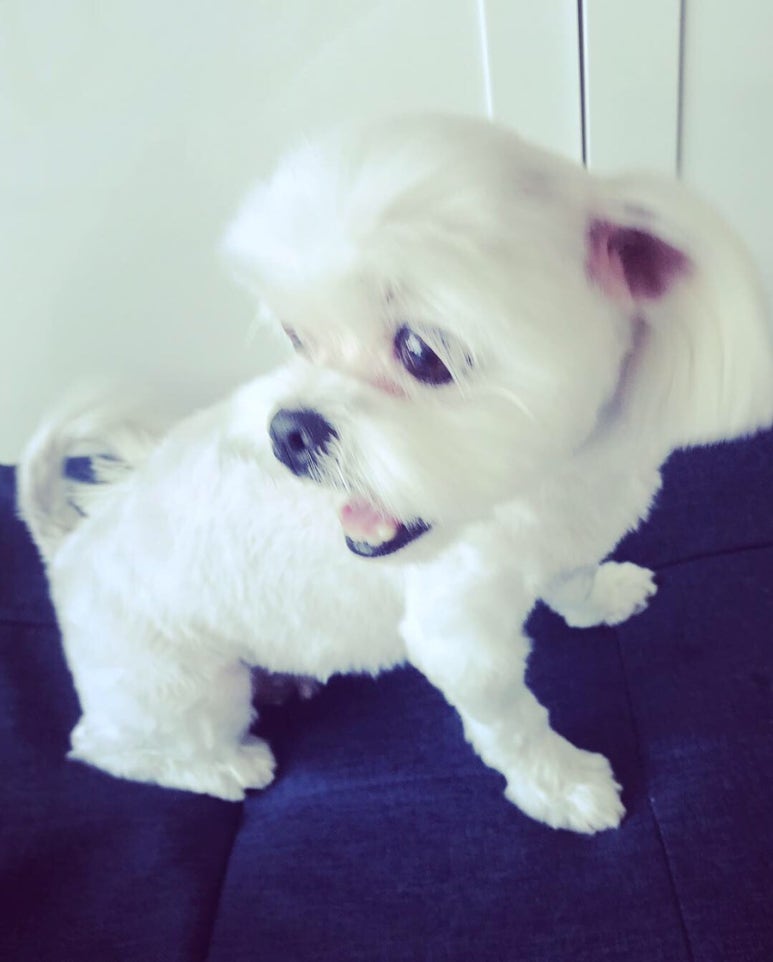 개코샵 이미지