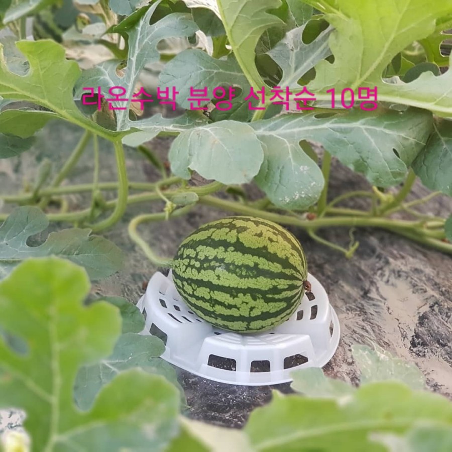 라온브릭스 이미지
