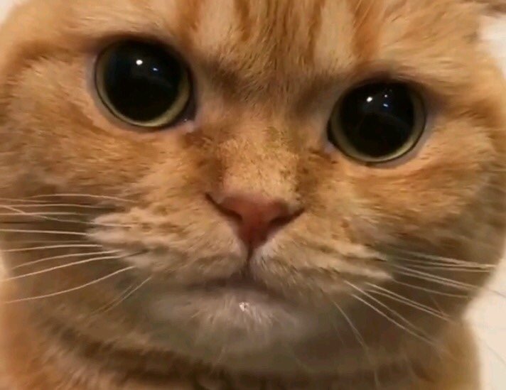 시골집닭한마리 이미지