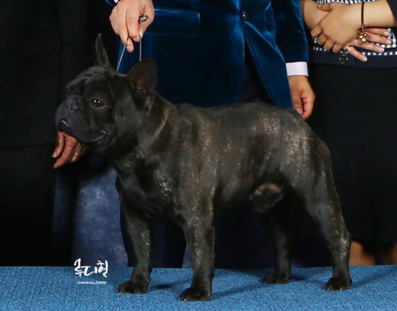 닥터라온제나 이미지