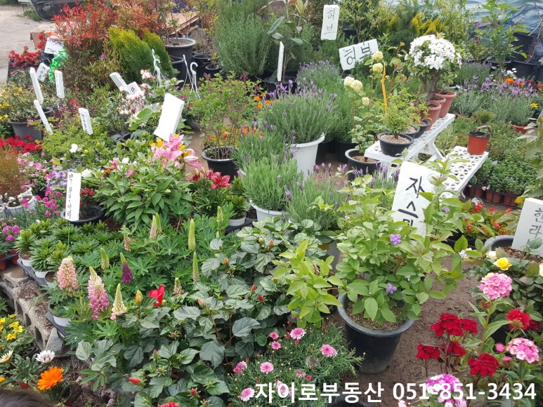 성도화훼 이미지