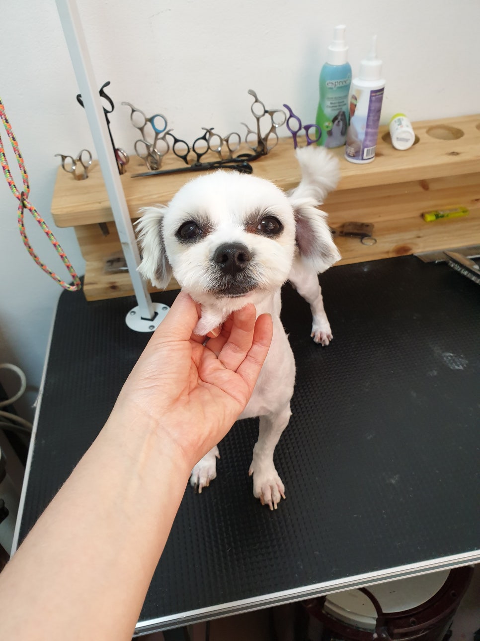 또오개 이미지