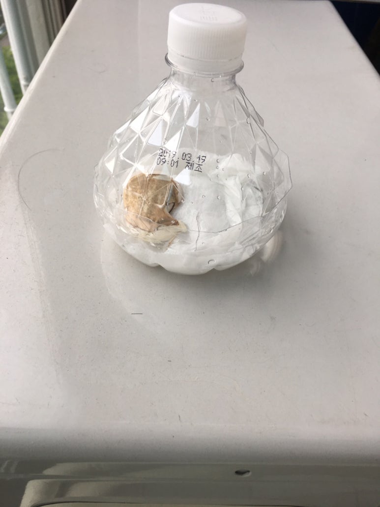 고고망고 이미지