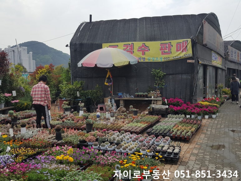 성도화훼 이미지
