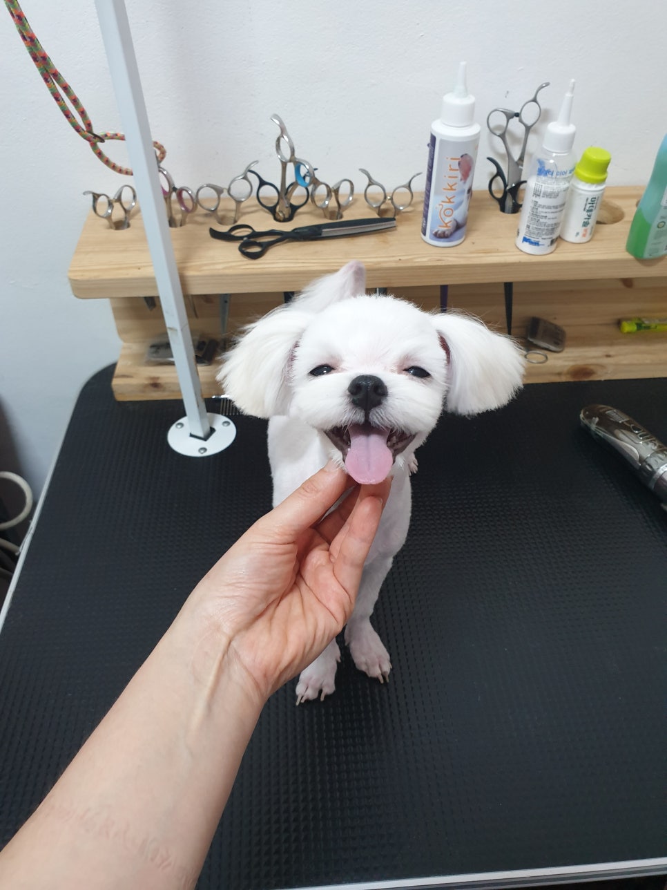 또오개 이미지