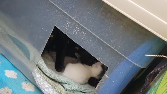 크린카스팀세차 이미지