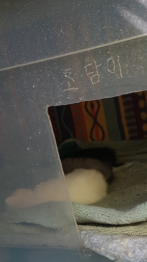 크린카스팀세차 이미지