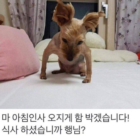제제(JeJe) 이미지