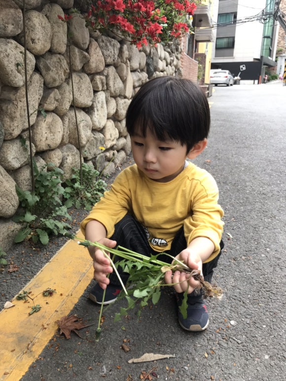 자라난약초 이미지