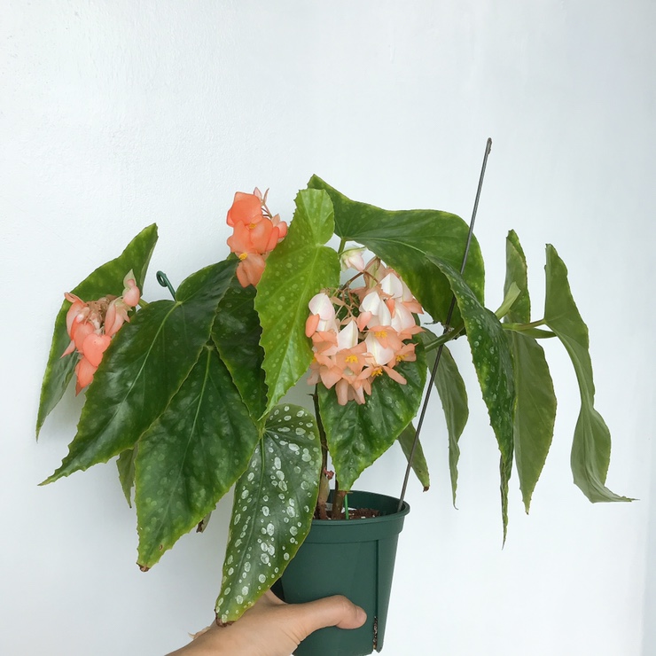 오렌지드롭(Orange Drop) 이미지
